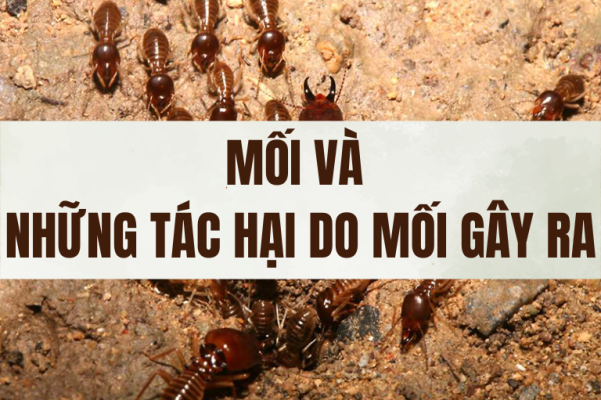 Mối và những tác hại của mối gây ra